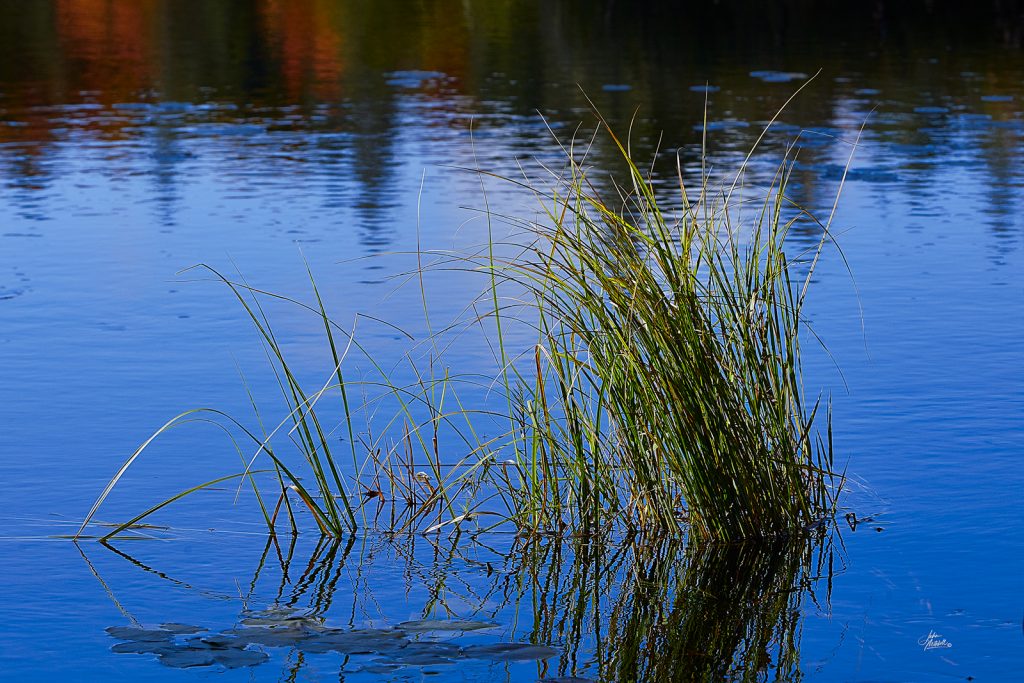 Reeds and water