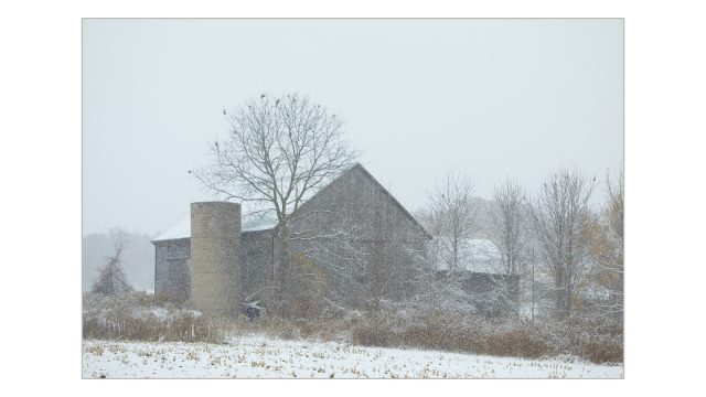 There is beauty in the muted shades and colours of an old barn in a snow storm. Colour photograph of an old barn during the first snow storm of the season.