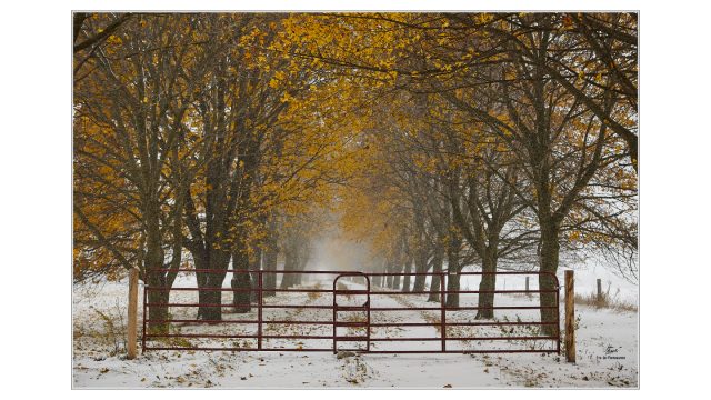 "Closed for the season" is a subtle message I saw in this scene of a colourful laneway blocked by the closed gate during the first snow storm of the year. Colour photograph of a laneway blocked by a closed gate.