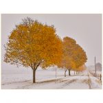 Colour photograph of trees in full colour in a snow storm