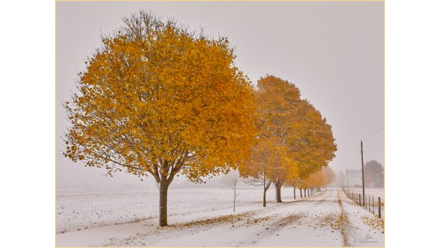 When the seasons transgress from one to the othr there is a period of confusion. Yet, mother nature can appear beautiful even when she seems to be a little confused. Colour photograph of trees in full colour in a snow storm