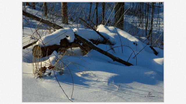 "A Cold Death" ©2026 John Mitchell
A cold blanket of snow lies over fallen and decaying wood and undergrowth in Dundas Conservation Area. Ontario Canada. ©2026 John Mitchell - Cambridge, Ontario