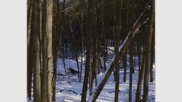 "Down In The Valley" ©2026 John Mitchell
From the roadway I looked down into the valley below me. The blanket of snow is dotted with numerous footprints, some human and many from the forest inhabitants. In the bottom I can see the frozen covered Sulpher Creek meandering through the gulley. A bridge crosses the frozen tributary, providing passage to hikers.
As I look down I can't help but recall, a few short years ago I would eagerly hike to the bottom in search of more compositions to capture. Time takes its toll and I stay to the main trail, looking on from a distance.