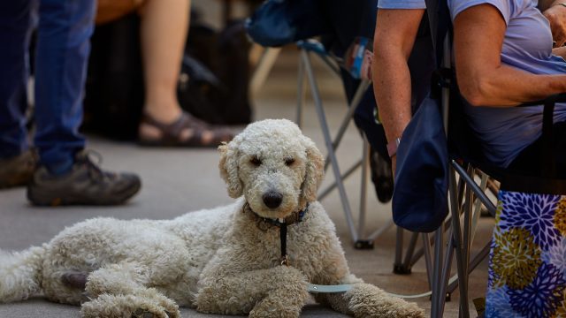 A four legged Jazz fan.